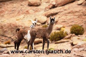 alpakaS - Carsten Glauch - fahrradtour Südamerika - Bolivien - 9.JPG