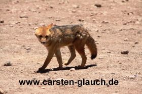 fuchs - Carsten Glauch - fahrradtour Südamerika - Bolivien - 15.JPG