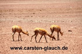 vinkunja  - Carsten Glauch - fahrradtour Südamerika - Bolivien - 16.JPG